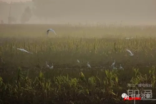 連日來，一群約有40只的白鷺棲息在邯鄲廣平縣東張孟鄉(xiāng)附近的一片玉米田地里。時而戲耍，時而自由自在地飛翔，它們描繪了一幅自然秀美的田園風景。